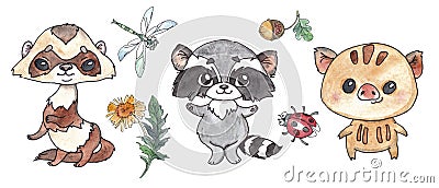 Watercolor ferret, raccoon, wild boar, dragonfly, ladybug, dandelion, acorn Stock Photo