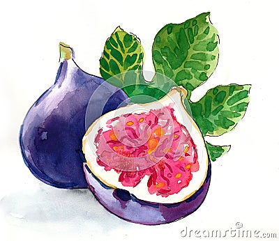 Watercolor fig fruit Stock Photo