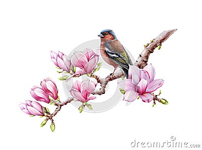 Watercolor finch bird on blooming magnolia branch. Tender spring magnolia flowers. Realistic finch bird on tree branch Stock Photo