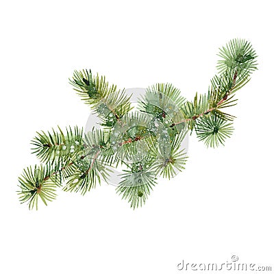 Watercolor fir branch Cartoon Illustration