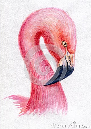 Watercolor flamingo pink hand painted illustration bird profile portrait art print Cartoon Illustration