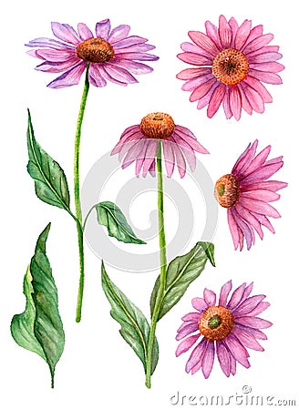 Watercolor echinacea clipart, floral illustration Cartoon Illustration