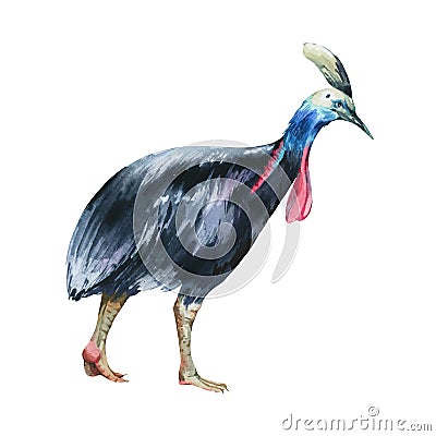 Watercolor flightless bird illustration. Cassowary bird Cartoon Illustration