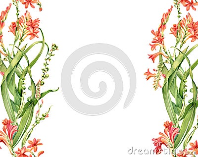 Watercolor floral background. Colourful crocosmia plant isolated on white and place for text. Floral banner. Realistic Cartoon Illustration