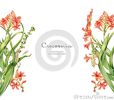 Watercolor floral banner. Colourful crocosmia flower isolated on white and place for text. Realistic botanical Cartoon Illustration