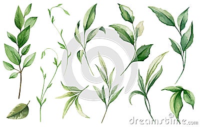 Watercolor floral collection. Illustration set with green wild leaves. Botanic illustration isolated on white background Cartoon Illustration