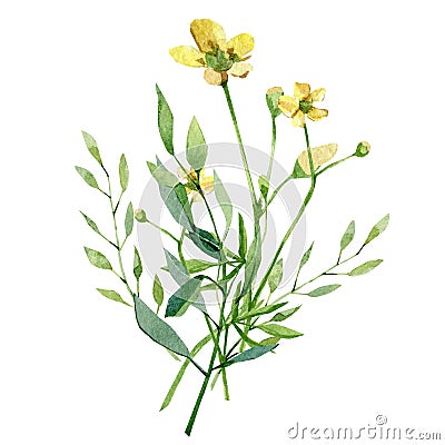 Watercolor floral greenery bouquet and delicate meadow wildflower, leaves and branches. Cartoon Illustration