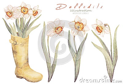 Watercolor floral hand drawn set with delicate illustration of blossom narcissus, daffodils in yellow boots wellies Cartoon Illustration