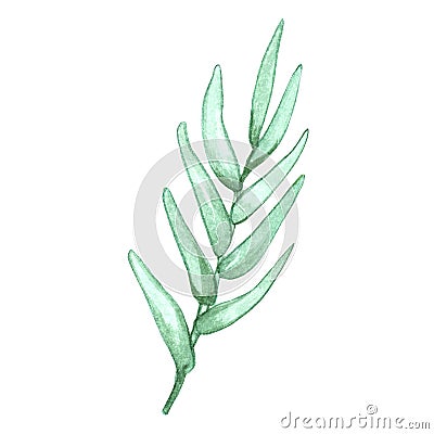 Watercolor floral illustration with olive branches isolated on white background. Cartoon Illustration