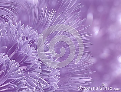 Watercolor floral lilac background. Aster flower petals on bokeh lilac backdrop. Stock Photo