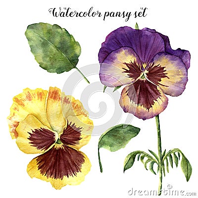 Watercolor floral set with pansy. Hand painted illustration with leaves, viola flowers and branches isolated on white Cartoon Illustration