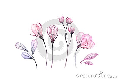 Watercolor floral set in pink. Transparent rose, crocus, branches isolated on white. Botanical abstract collection for Stock Photo