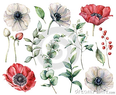 Watercolor floral set with red and white anemones. Hand painted flowers, buds, berries and eucalyptus leaves isolated on Cartoon Illustration