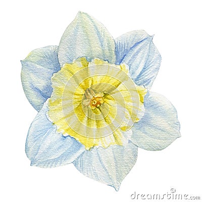 Watercolor flower daffodil on isolated white background, botanical painting Cartoon Illustration