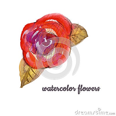 Watercolor Flower hand-painted isolated violet, red and orange bud Rose and two brown leafs on a white Background Stock Photo