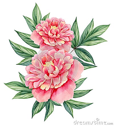 Watercolor flower peony pink green leaves decorative vintage illustration isolated on white background Cartoon Illustration