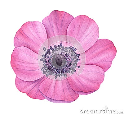 Watercolor flower. Pink anemone. Botanical painting, hand drawn illustration Cartoon Illustration