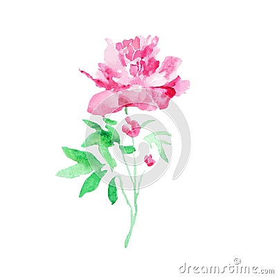 Watercolor flower pink peony floral plant illustration blossom art nature summer design decoration bouquet vector Vector Illustration