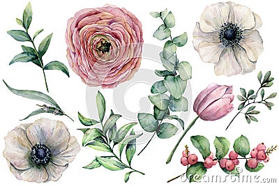 Watercolor flower set with eucalyptus leaves. Hand painted anemone, ranunculus, tulip, berries and branch isolated on Cartoon Illustration