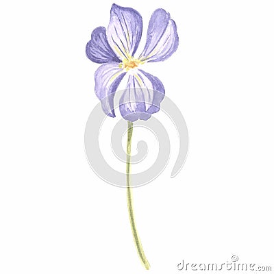 Watercolor flower of wild violet Isolated hand drawn illustration spring blossom field pansy Viola. Botanical drawing Cartoon Illustration