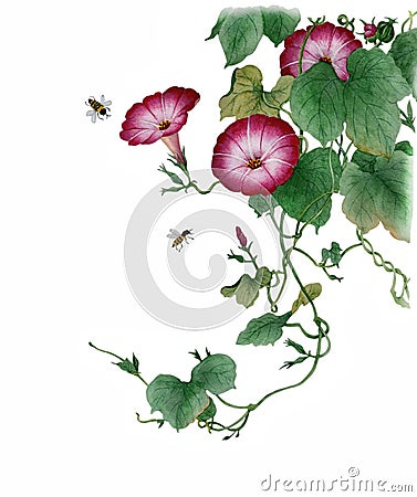 Watercolor with a flowering branch pink ipomoea Stock Photo