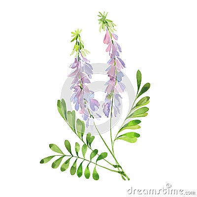 Watercolor flowering licorice stalk Stock Photo