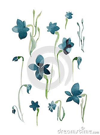 Watercolor flowers. Blue flowers with large buds, five petals and long leaves on a white background. Vector Illustration