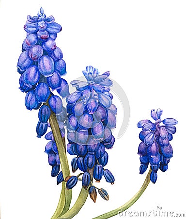 Watercolor flowers Muscari. Cartoon Illustration