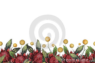 Watercolor flowers seamless horizontal border with yellow craspedia wild flower and red telopea Australian symbol Stock Photo