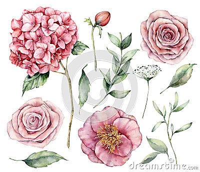 Watercolor flowers set. Hand painted vintage flowers, pink roses, hydrangea and eucalyptus leaves isolated on a white Cartoon Illustration