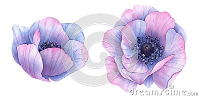 Watercolor flowers. Violet anemones. Botanical painting, hand drawn illustration Cartoon Illustration