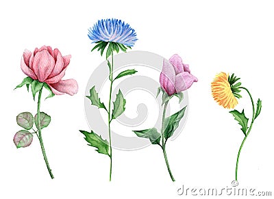 Watercolor flowers on white Stock Photo