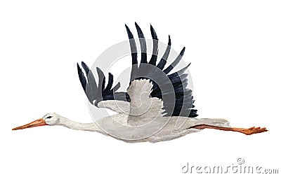 Watercolor flying white stork. Hand painted ciconia bird illustration isolated on white background. For design, prints Cartoon Illustration