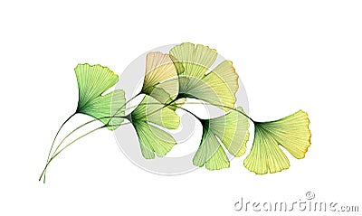 Watercolor foliage arch. Ginkgo tree branch. Round design element. Transparent green leaves isolated on white. Realistic Cartoon Illustration