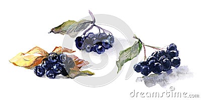 Watercolor food. Fresh berry still-life from black aronia Stock Photo