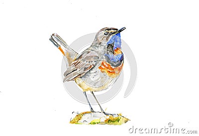 Watercolor forest nightingale on a pebble. Aquarelle nature illustration. Cartoon Illustration