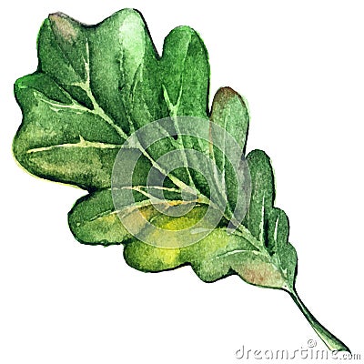 Watercolor forest tree green oak leaf vector Vector Illustration