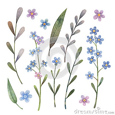 Watercolor forget-me-not flowers set with leaves and branches. Stock Photo