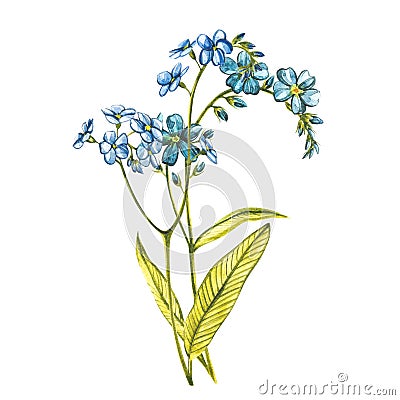 Watercolor Forget-me-not flowers. Wild flower set isolated on white. Botanical watercolor illustration, rustic flowers Cartoon Illustration