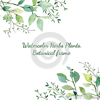 Watercolor frame with branches and leaves Herbs Plants, greenery textures. Stock Photo