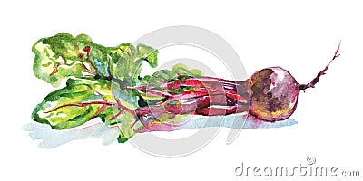 Watercolor fresh beet Cartoon Illustration