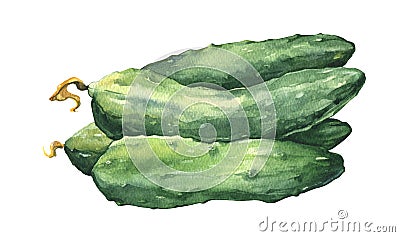 Watercolor fresh cucumbers Stock Photo