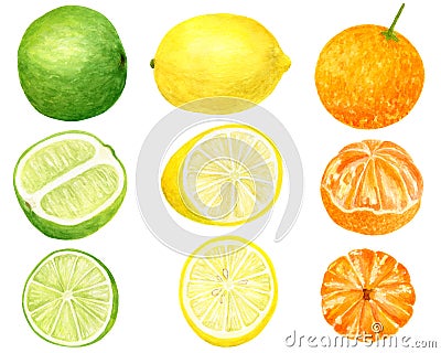 Watercolor fresh lemon, tangerine and lime set. Hand drawn botanical illustration of yellow, orange and green citrus Cartoon Illustration