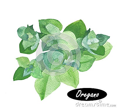 Watercolor fresh oregano sprigs Stock Photo