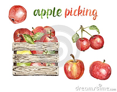 Watercolor fresh ripe apples in a wooden bushel basket, isolated. Autumn harvest clipart, apple picking illustration on white Cartoon Illustration