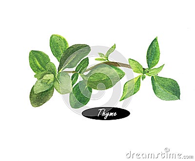 Watercolor fresh thyme on white background Stock Photo