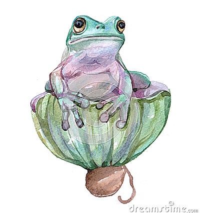 Watercolor frog animal Cartoon Illustration