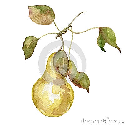Watercolor fruit pear on white background Stock Photo