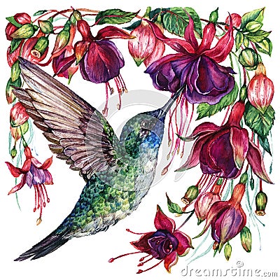 Watercolor Fuchsia and Hummingbird Composition Vector Illustration