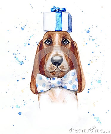 Watercolor funny basset hound with preset and bow Stock Photo